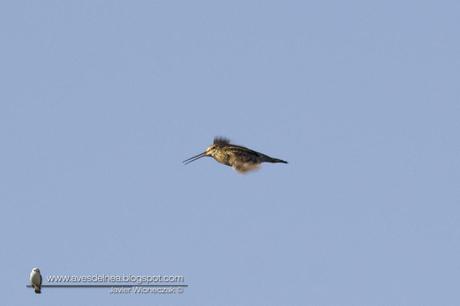 Becasina común (South-American Snipe) Gallinago paraguaiae