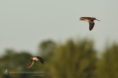 Becasina común (South-American Snipe) Gallinago paraguaiae