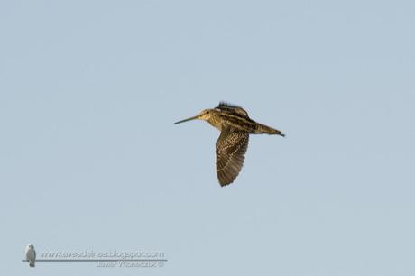 Becasina común (South-American Snipe) Gallinago paraguaiae