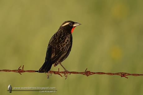 Pecho colorado (White-browed Blackbird) Sturnella superciliaris