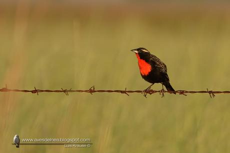 Pecho colorado (White-browed Blackbird) Sturnella superciliaris