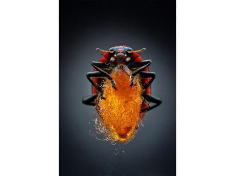 ¿Quien mueve los hilos?. Avispas utilizan a virus para modificar el comportamiento de sus víctimas. Mi tesoro!