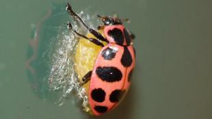 ¿Quien mueve los hilos?. Avispas utilizan a virus para modificar el comportamiento de sus víctimas. La mariquita portera de discoteca.