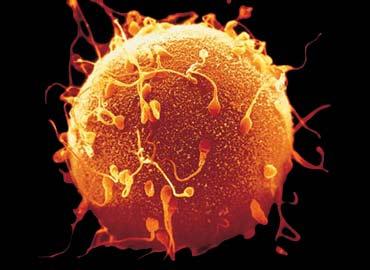 Espermatozoide a punto de dar el gran paso.