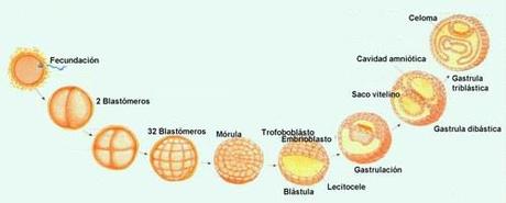 Divisiones y nombres del cigoto.