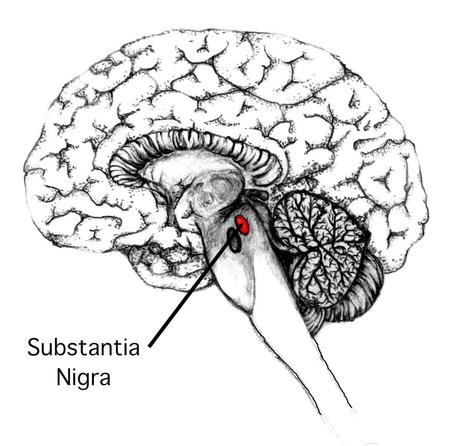 Localización de la sustancia negra en el cerebro.