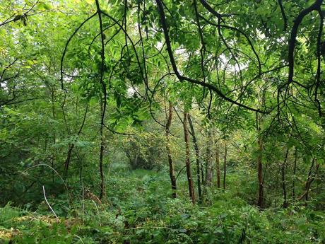 Parece una selva tropical, pero es un bosque europeo en transición. 