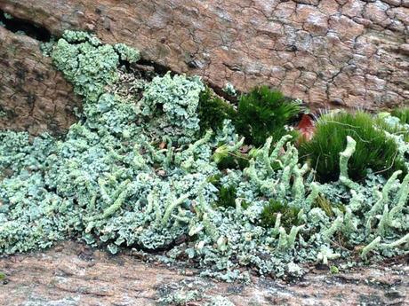 Líquen, creo que del género Cladonia.