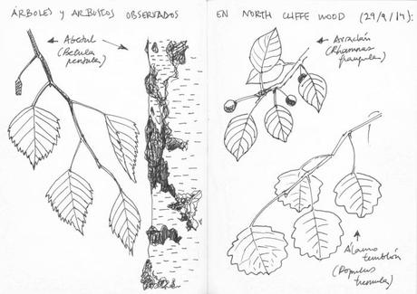 Algunos árboles y arbustos observados en North Cliffe Wood (29.9.2014)