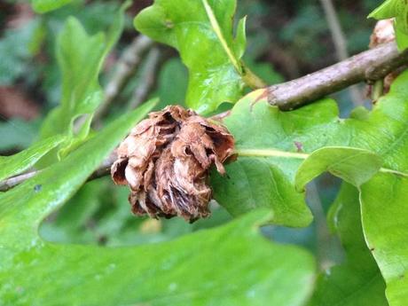 North Cliffe Wood Nature Reserve | 29/9/2014