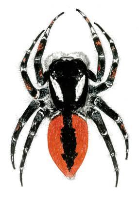 Philaeus jugatus. Acuarela, 24 x 32 cm.