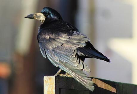 Graja (Corvus frugilegus). Este ejemplar, relajado, se mantuvo unos minutos mirando a ver si podía pillar alguna patata frita (Fish&Chips) suelta por ahí.