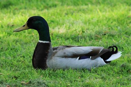 Ánade real (Anas platyrhynchos), macho de una pareja que criaba cerca.