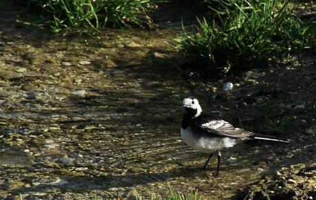 LAvandera pía o enlutada (Motacilla alba yarrellii), la subespecie británica.