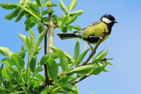 Carbonero común (Parus ater), un macho curioso que se acercó a ver qué estábamos haciendo.