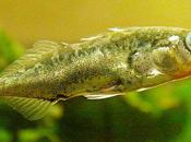 aventura explorar riachuelo británico (II): observaciones abril mayo