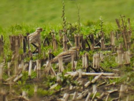 Alcaravanes por Peñas