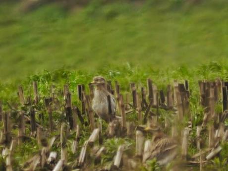 Alcaravanes por Peñas