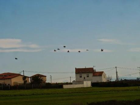 Alcaravanes por Peñas