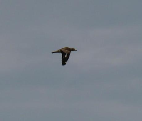 Alcaravanes por Peñas
