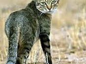 gato chabolas