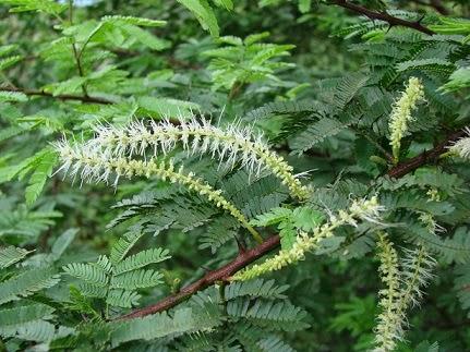 “Pure Revival” – la línea antioxidante de Té Rojo y Mimosa de KEIMS