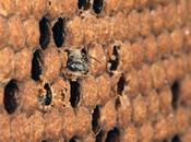 Nacimiento abeja obrera Birth worker bee.