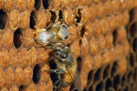 Nacimiento de abeja obrera - Birth of worker bee.