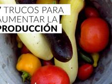 trucos para aumentar producción minihuerto