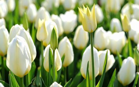 Presentación Presentación