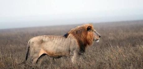 leon-en-la-sabana-africana-620x300