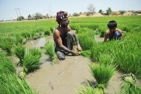 El frágil equilibrio climático en la agricultura de Pakistán