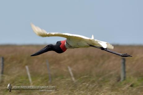 Yabirú (Jabiru) Jabiru mycteria