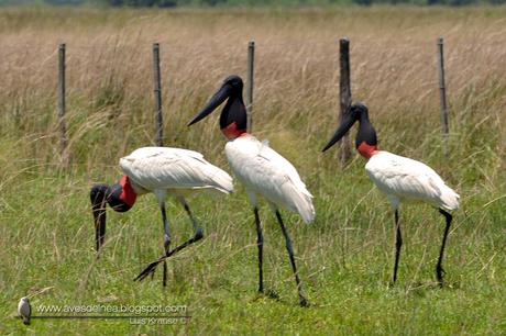 Yabirú (Jabiru) Jabiru mycteria