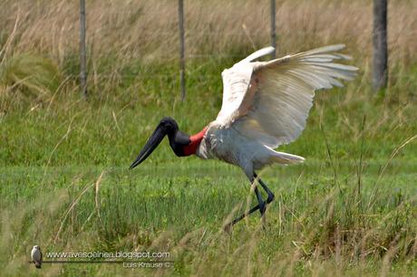 Yabirú (Jabiru) Jabiru mycteria