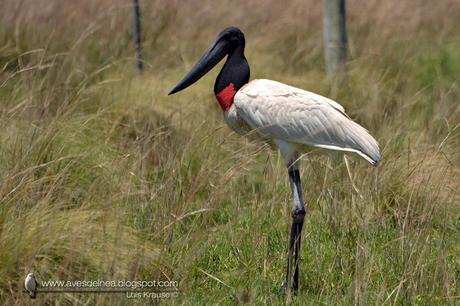 Yabirú (Jabiru) Jabiru mycteria