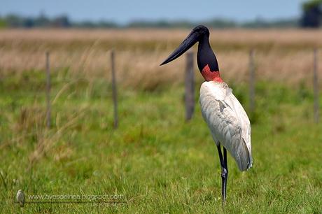 Yabirú (Jabiru) Jabiru mycteria