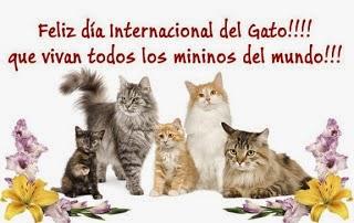 Para las maravillosas mascotas que son los GATOS