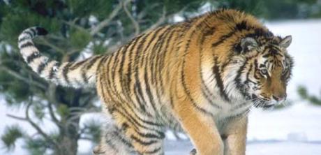 El tigre siberiano ruge en China.