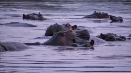 Conocé por qué Virunga es único