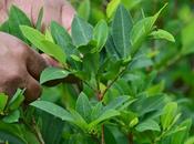 coca cocaina