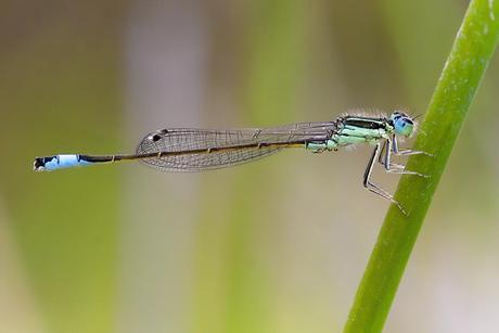 Ischnura elegans (Vander Linden, 1820)