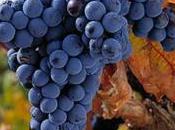 Tempranillo