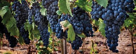 Tempranillo