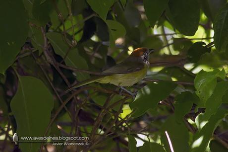 Chiví coronado (Rufous-crowned Greenlet) Hylophilus poicilotis