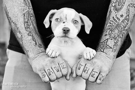 tatuajes y pit bull