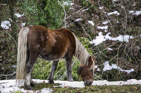 Barcenillas, ruta de las cascadas Lamiña