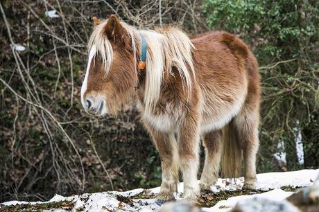 Barcenillas, ruta de las cascadas Lamiña