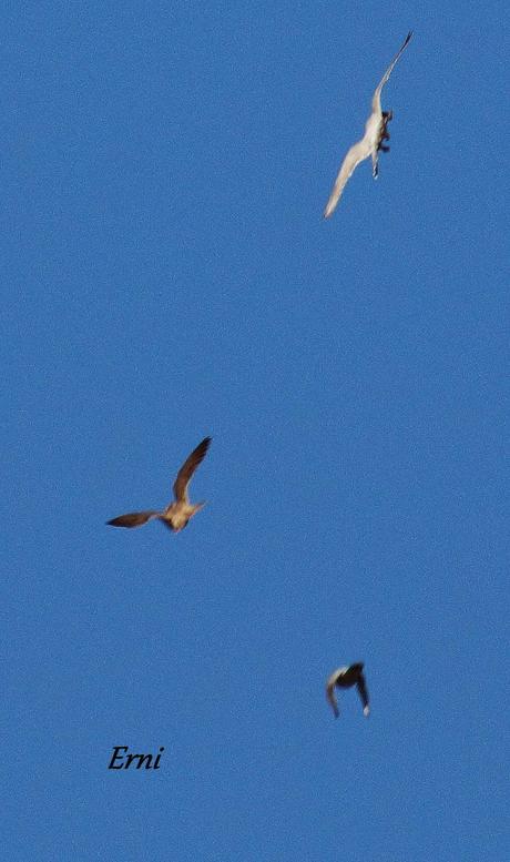 ¿QUÉ FUE ANTES, EL ORNITÓLOGO O EL FOTÓGRAFO?