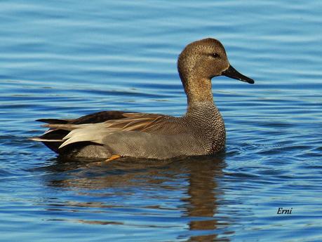 ¿QUÉ FUE ANTES, EL ORNITÓLOGO O EL FOTÓGRAFO?